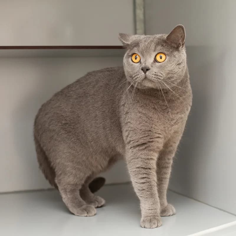 Toby, male Mixed Breed for adoption at Dierenasiel Zwolle, Zwolle — photo 4 of 4