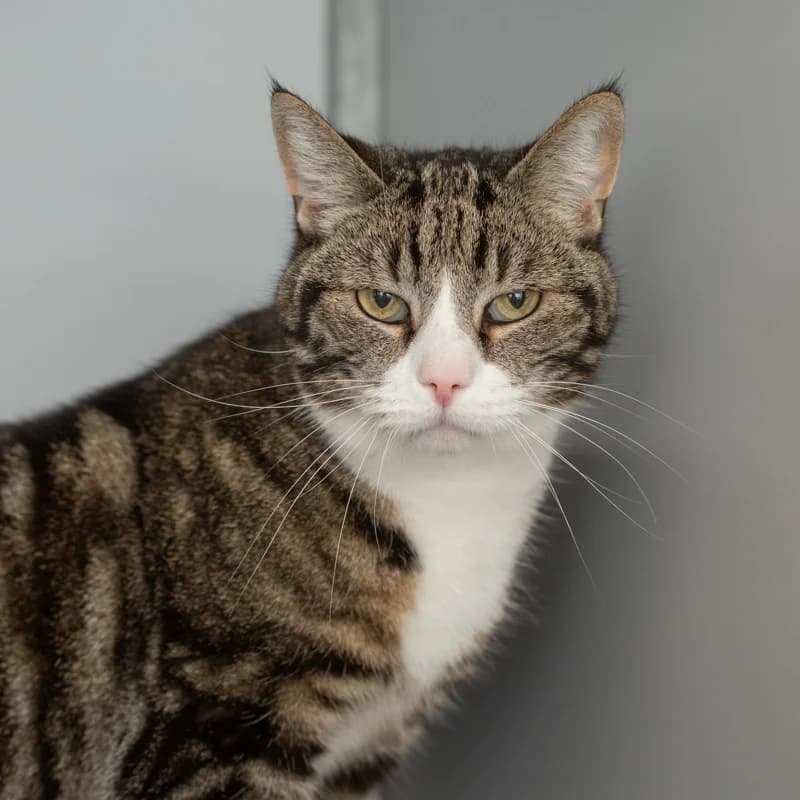 Tommy, male 4yo Mixed Breed for adoption at Dierenasiel Zwolle, Zwolle