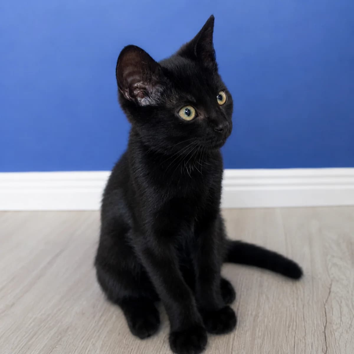 Tover, male young Mixed Breed for adoption at Dierenasiel Zwolle, Zwolle