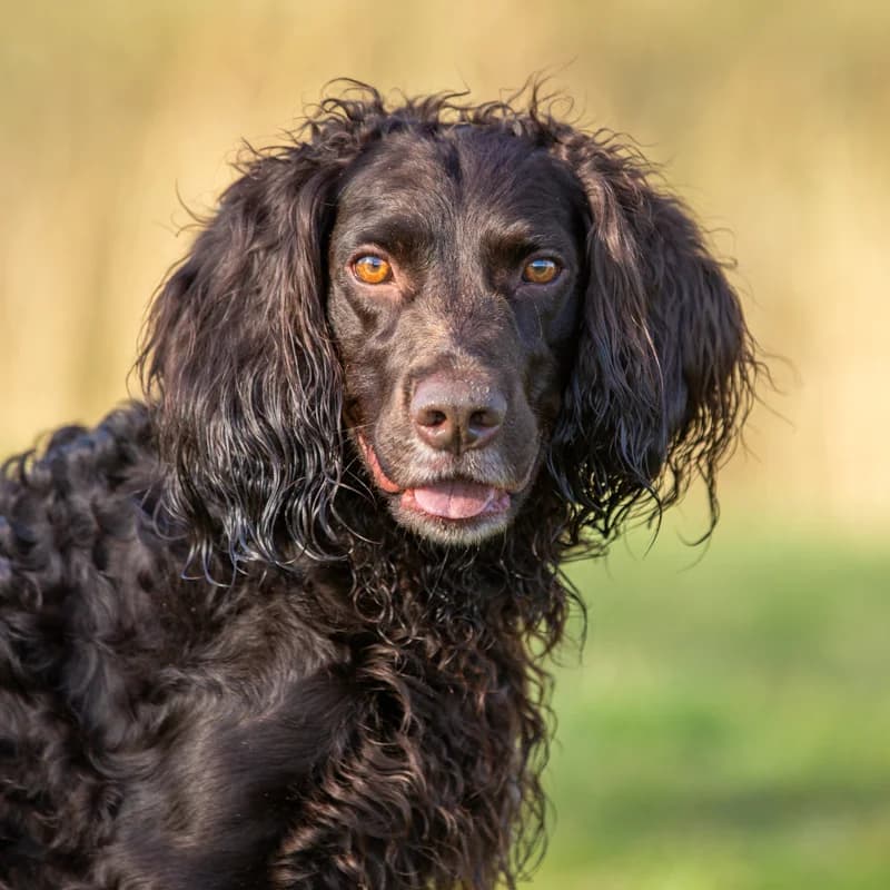 Willem, male Mixed Breed for adoption at Dierenasiel Zwolle, Zwolle
