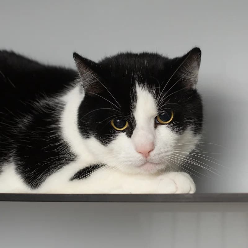 Zaya, male Mixed Breed for adoption at Dierenasiel Zwolle, Zwolle