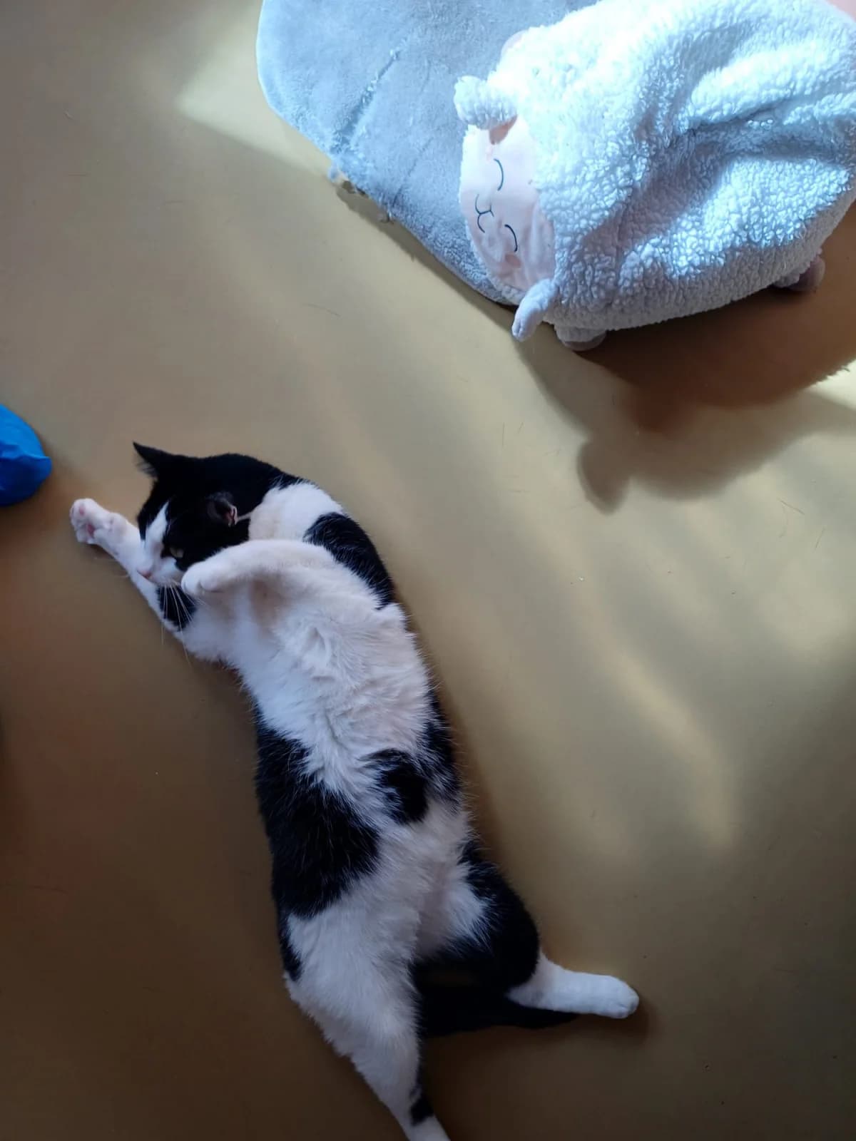 Zaya, male Mixed Breed for adoption at Dierenasiel Zwolle, Zwolle — photo 2 of 4