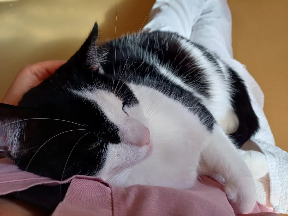 Zaya, male Mixed Breed for adoption at Dierenasiel Zwolle, Zwolle — photo 3 of 4