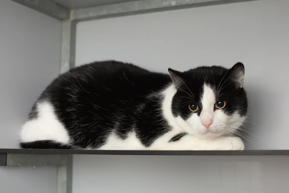 Zaya, male Mixed Breed for adoption at Dierenasiel Zwolle, Zwolle — photo 4 of 4