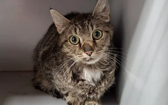 Kate, Grijs cypers + wit female Mixed Breed for adoption at Dierenasiel Beilen