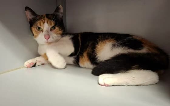 Katinka, Lapjespoes female Mixed Breed for adoption at Dierenasiel Beilen