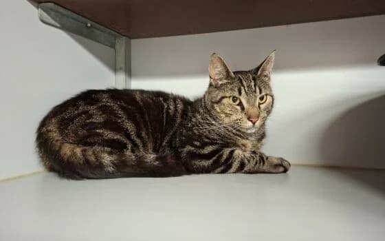 Kobus, bruin gemarmerd male Mixed Breed for adoption at Dierenasiel Beilen