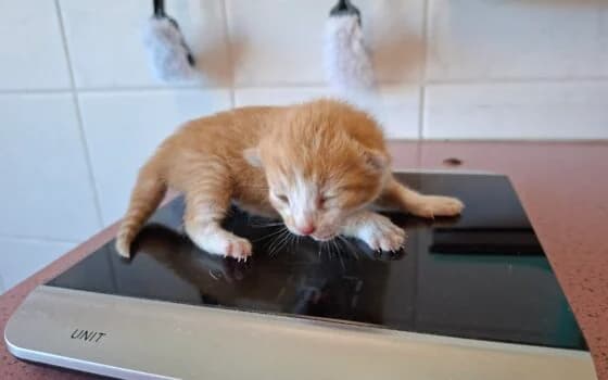 Narly, Rood/wit female puppy Mixed Breed for adoption at Dierenasiel Beilen