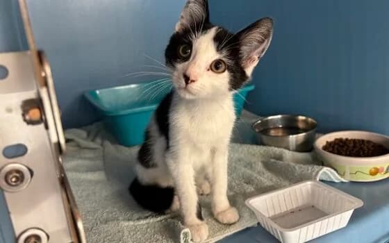 Nicky, zwart met wit male puppy Mixed Breed for adoption at Dierenasiel Beilen