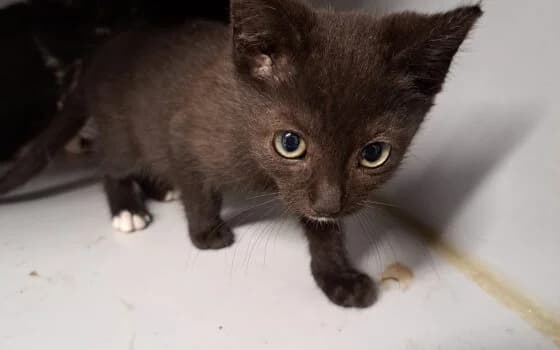 Opper, zwartwit  puppy Mixed Breed for adoption at Dierenasiel Beilen