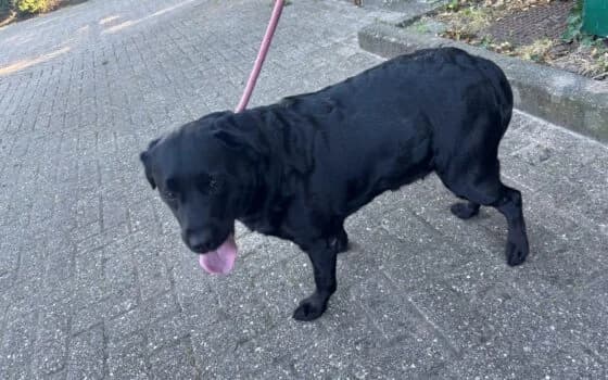 Simba, Mixed Breed (Dierenasiel Beilen)