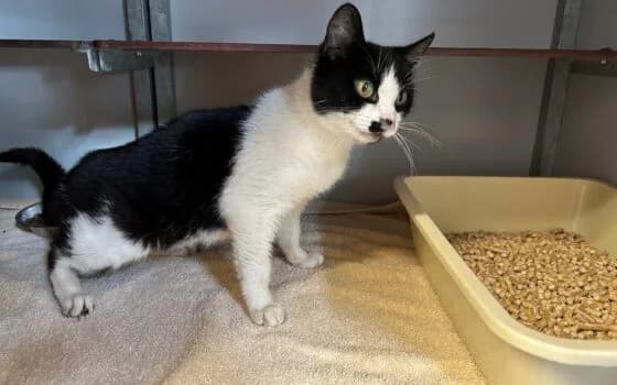Smokey, Zwart + wit female Mixed Breed for adoption at Dierenasiel Beilen