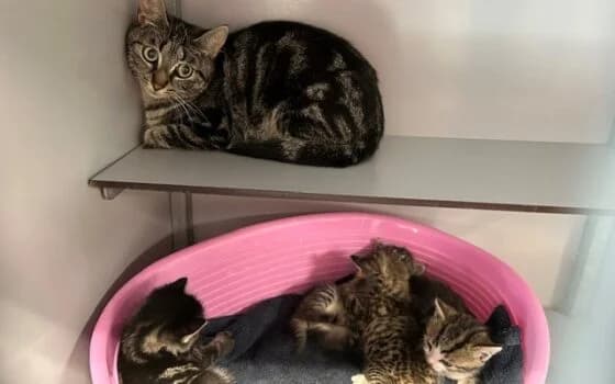 Tartaar, grijs gemarmerd female Mixed Breed for adoption at Dierenasiel Beilen