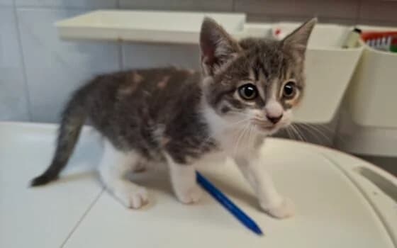 Tatiana, Blauwe Schildpad met wit female puppy Mixed Breed for adoption at Dierenasiel Beilen