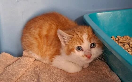 Thijn, Rood/wit  puppy Mixed Breed for adoption at Dierenasiel Beilen