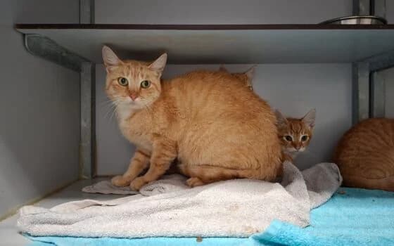 Tiffany, Rood female Mixed Breed for adoption at Dierenasiel Beilen
