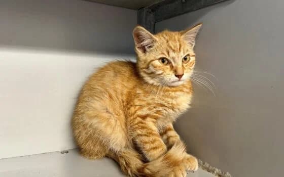 Trommel, Rood cypers male puppy Mixed Breed for adoption at Dierenasiel Beilen