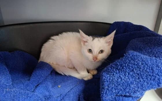 Ukkie, Wit/Grijs male puppy Mixed Breed for adoption at Dierenasiel Beilen