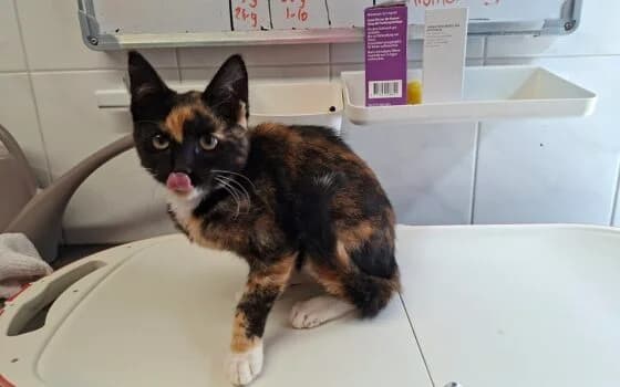 Una ( Elim), schildpad wit female puppy Mixed Breed for adoption at Dierenasiel Beilen