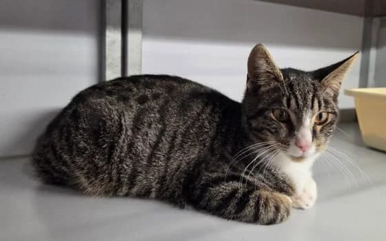 Union, grijs cypers met wit male Mixed Breed for adoption at Dierenasiel Beilen