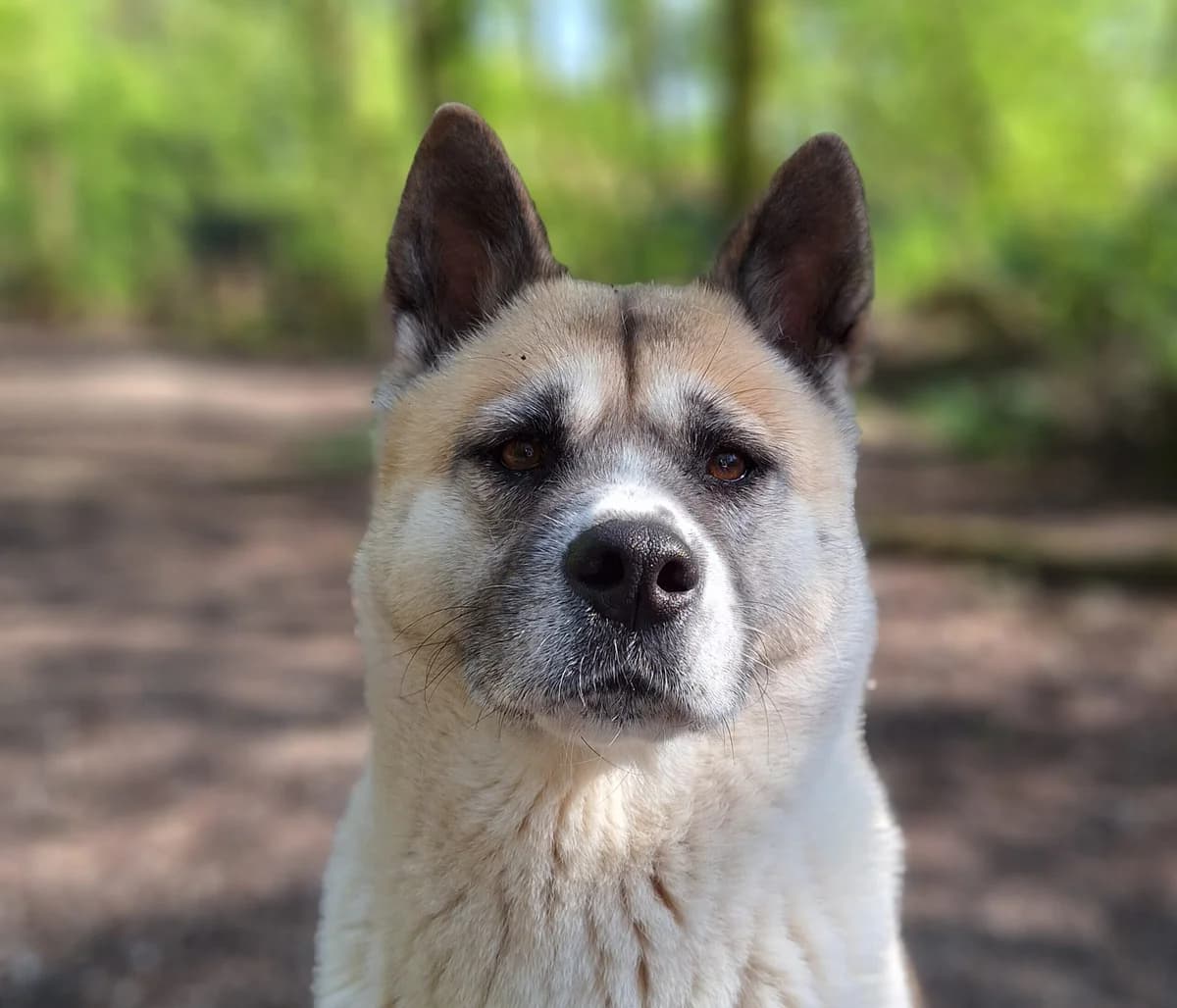 Belle, Wit-bruin female Akita for adoption at Dierentehuis Stevenshage Leiden — photo 2 of 10