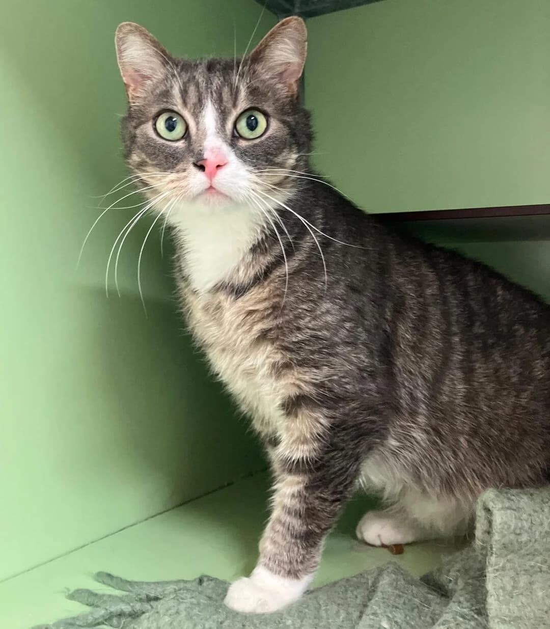 Boef, Cypers/wit male 4yo European Shorthair for adoption at Dierentehuis Stevenshage, Leiden