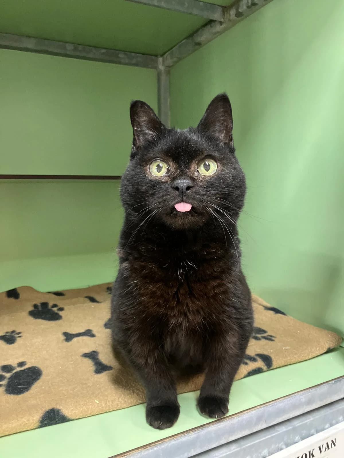 Bora, Zwart female European Shorthair for adoption at Dierentehuis Stevenshage Leiden