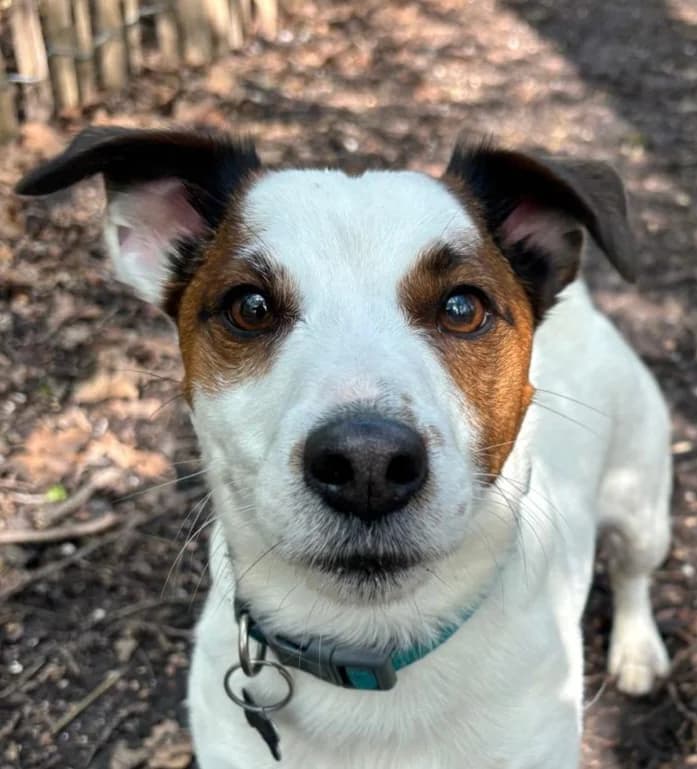 Bruno, Wit-bruin male 4yo Jack Russell Terrier for adoption at Dierentehuis Stevenshage, Leiden