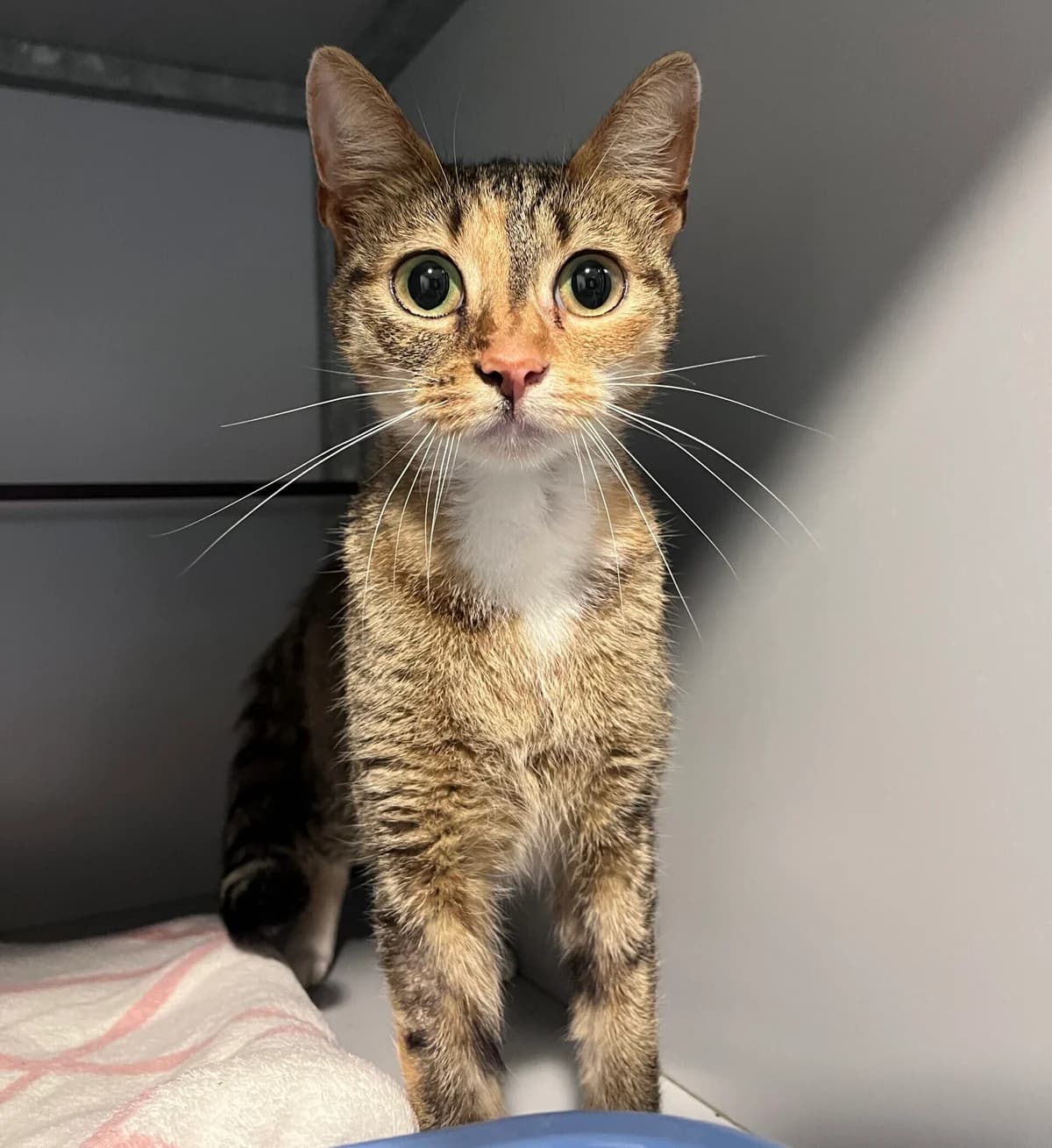 Cargo, Cypers lapje female 4yo European Shorthair for adoption at Dierentehuis Stevenshage Leiden