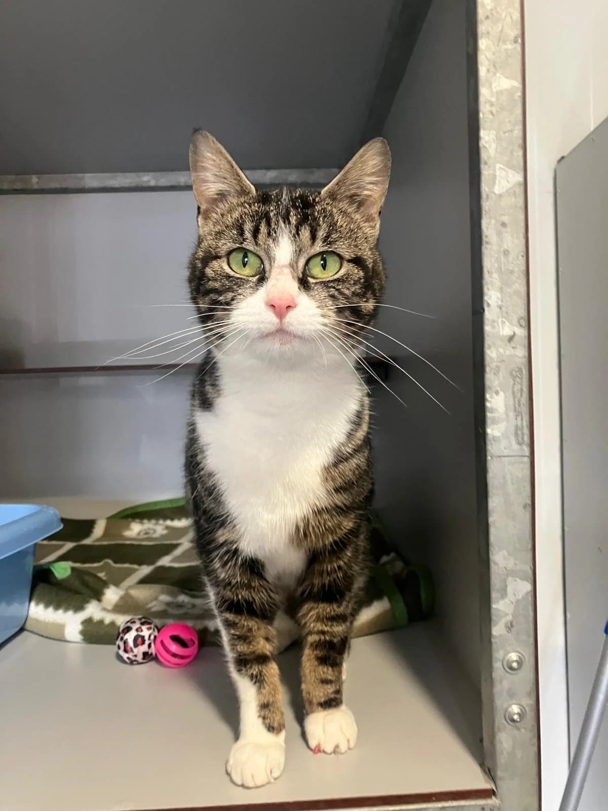 Delilah, Cypers/wit female 4yo European Shorthair for adoption at Dierentehuis Stevenshage, Leiden