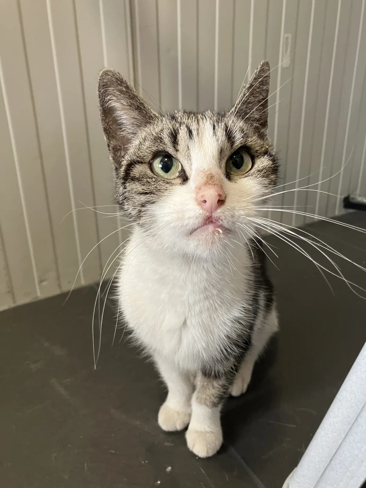 Emmy, Cypers/wit female 4yo European Shorthair for adoption at Dierentehuis Stevenshage Leiden