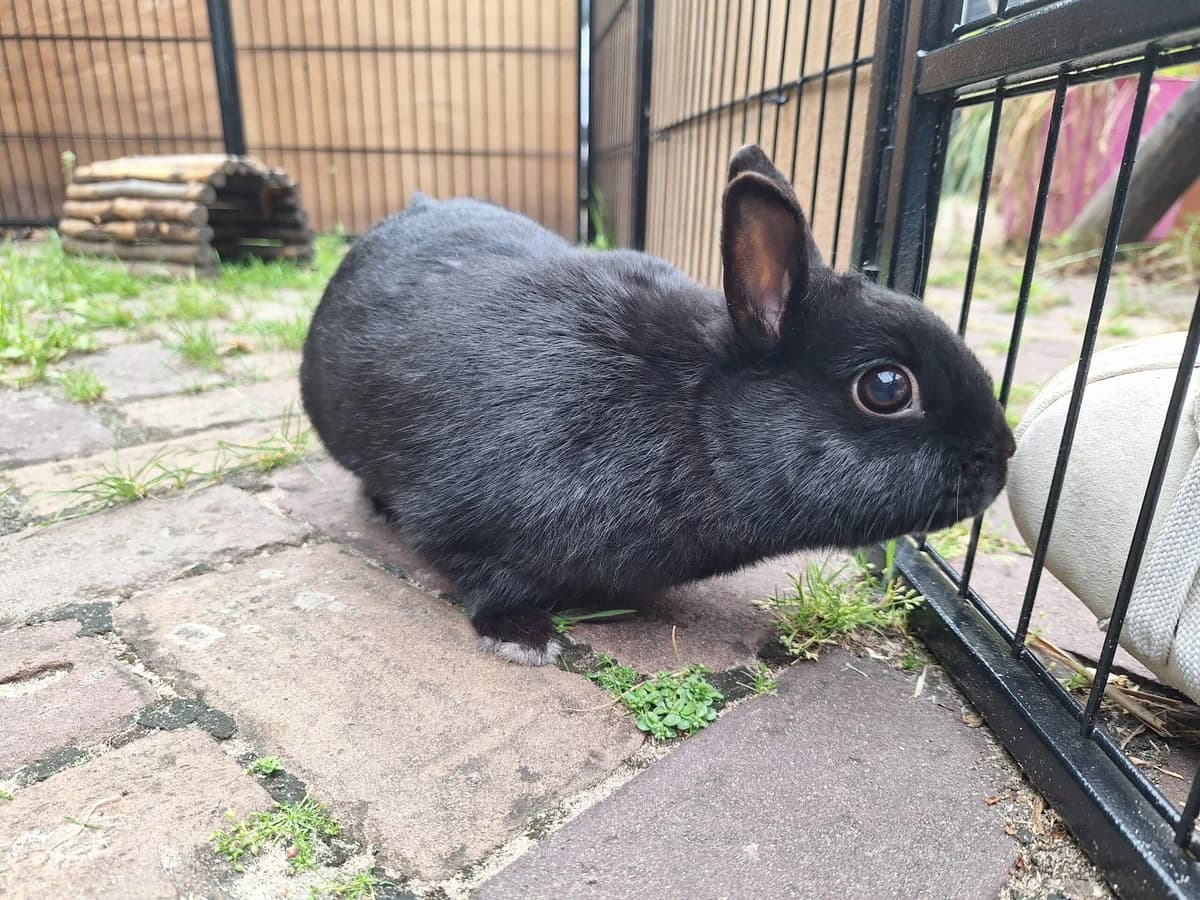 Fester, Zwart  4yo mixed breed for adoption at Dierentehuis Stevenshage Leiden