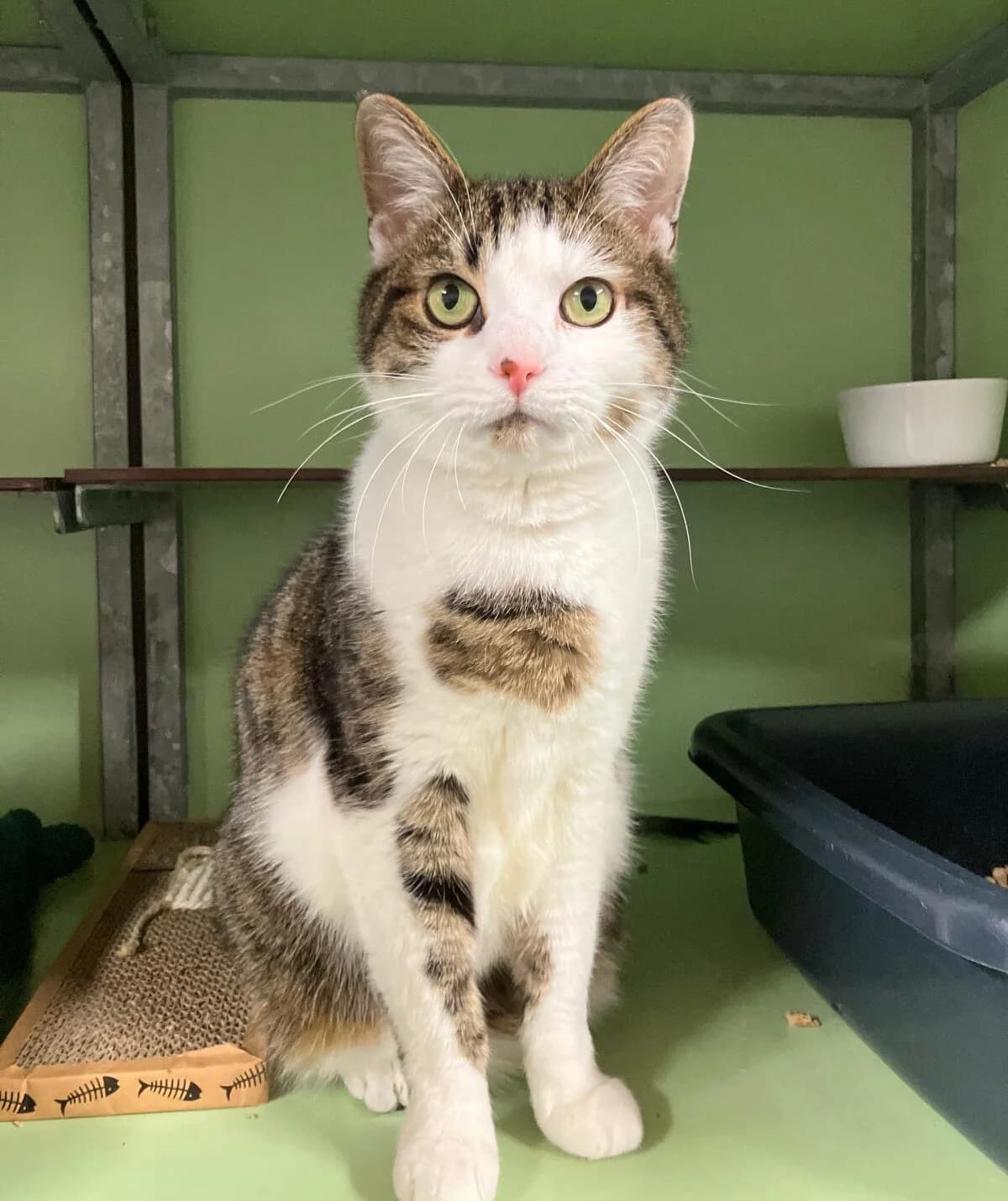 Flip, Cypers/wit male 4yo European Shorthair for adoption at Dierentehuis Stevenshage Leiden