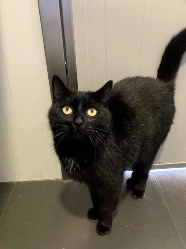 Gappy, Zwart female European Shorthair for adoption at Dierentehuis Stevenshage Leiden