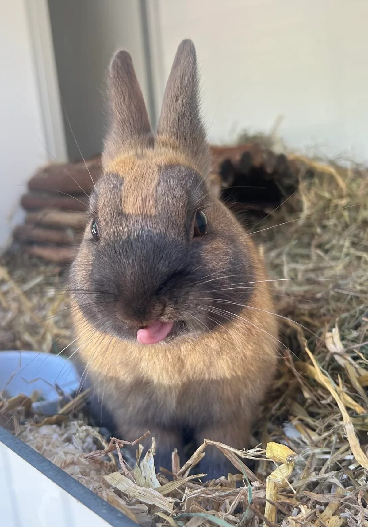 Henk, Bruin/zwart  4yo mixed breed for adoption at Dierentehuis Stevenshage, Leiden