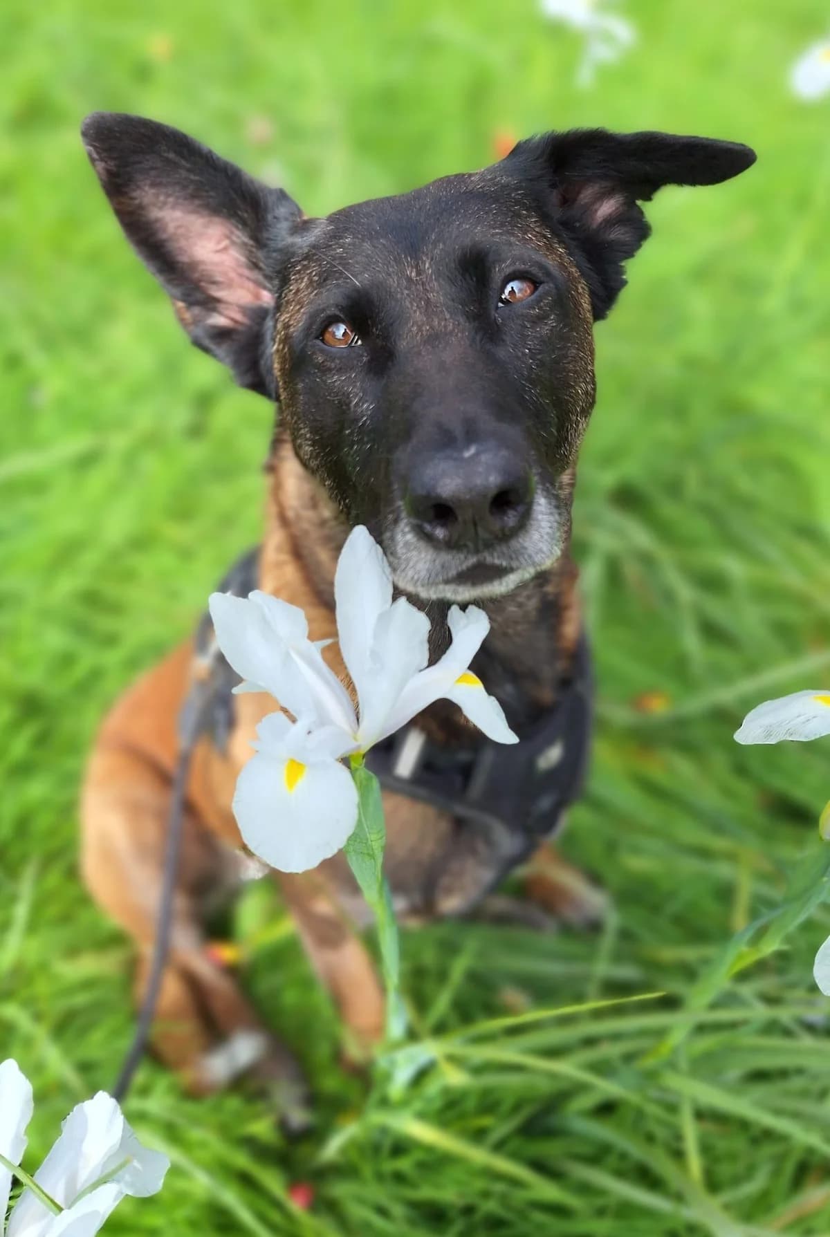 Jaimy, Bruin/zwart female mixed breed for adoption at Dierentehuis Stevenshage Leiden — photo 2 of 8