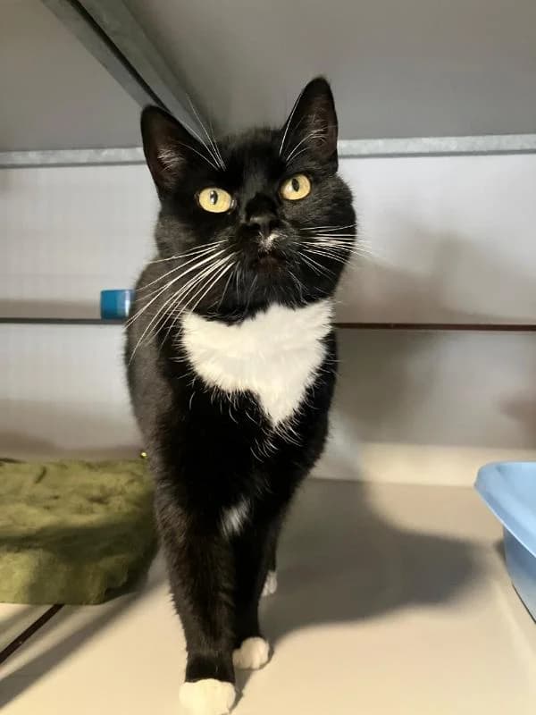 Jessi, Zwart/wit female 4yo European Shorthair for adoption at Dierentehuis Stevenshage Leiden