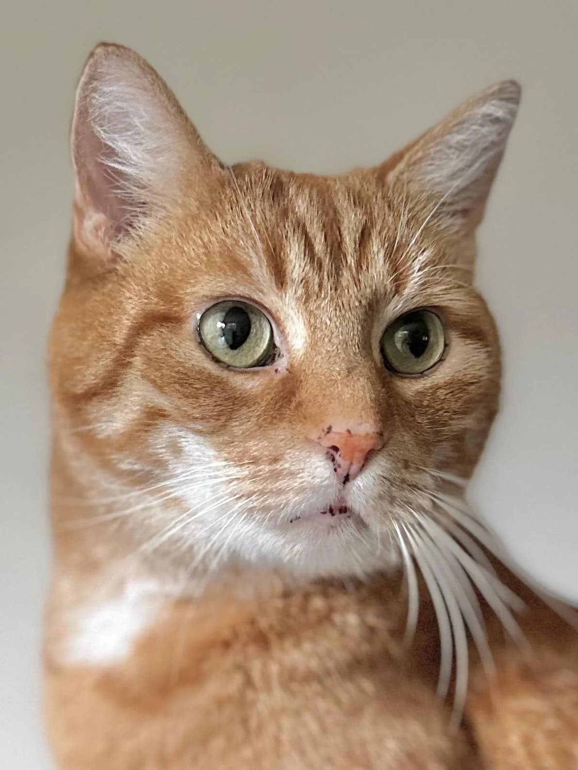 Julian, Rood/wit male European Shorthair for adoption at Dierentehuis Stevenshage Leiden