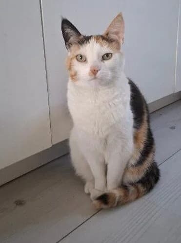 Kato, Lapje female European Shorthair for adoption at Dierentehuis Stevenshage Leiden — photo 2 of 7