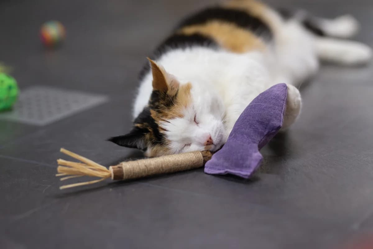 Kato, Lapje female European Shorthair for adoption at Dierentehuis Stevenshage Leiden — photo 7 of 7