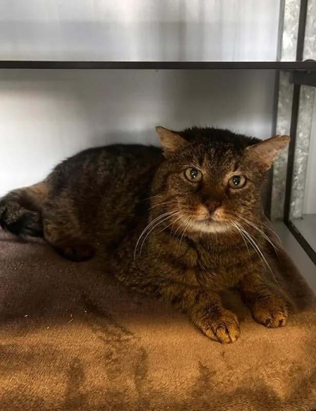 Kiezel, Cypers male senior European Shorthair for adoption at Dierentehuis Stevenshage Leiden