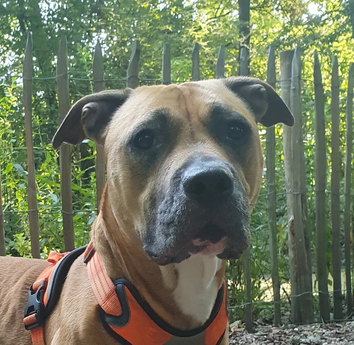 Lolly, Bruin-wit female 4yo Pit Bull Terrier for adoption at Dierentehuis Stevenshage, Leiden