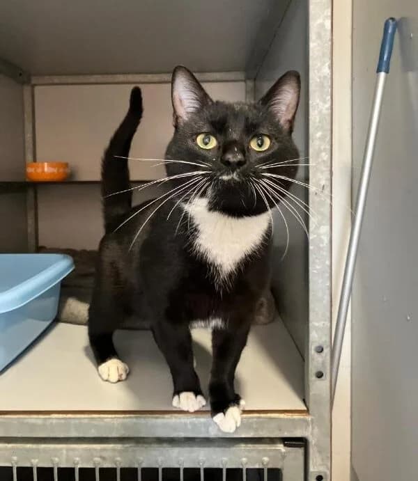 Ryan, Zwart/wit male European Shorthair for adoption at Dierentehuis Stevenshage Leiden — photo 2 of 2