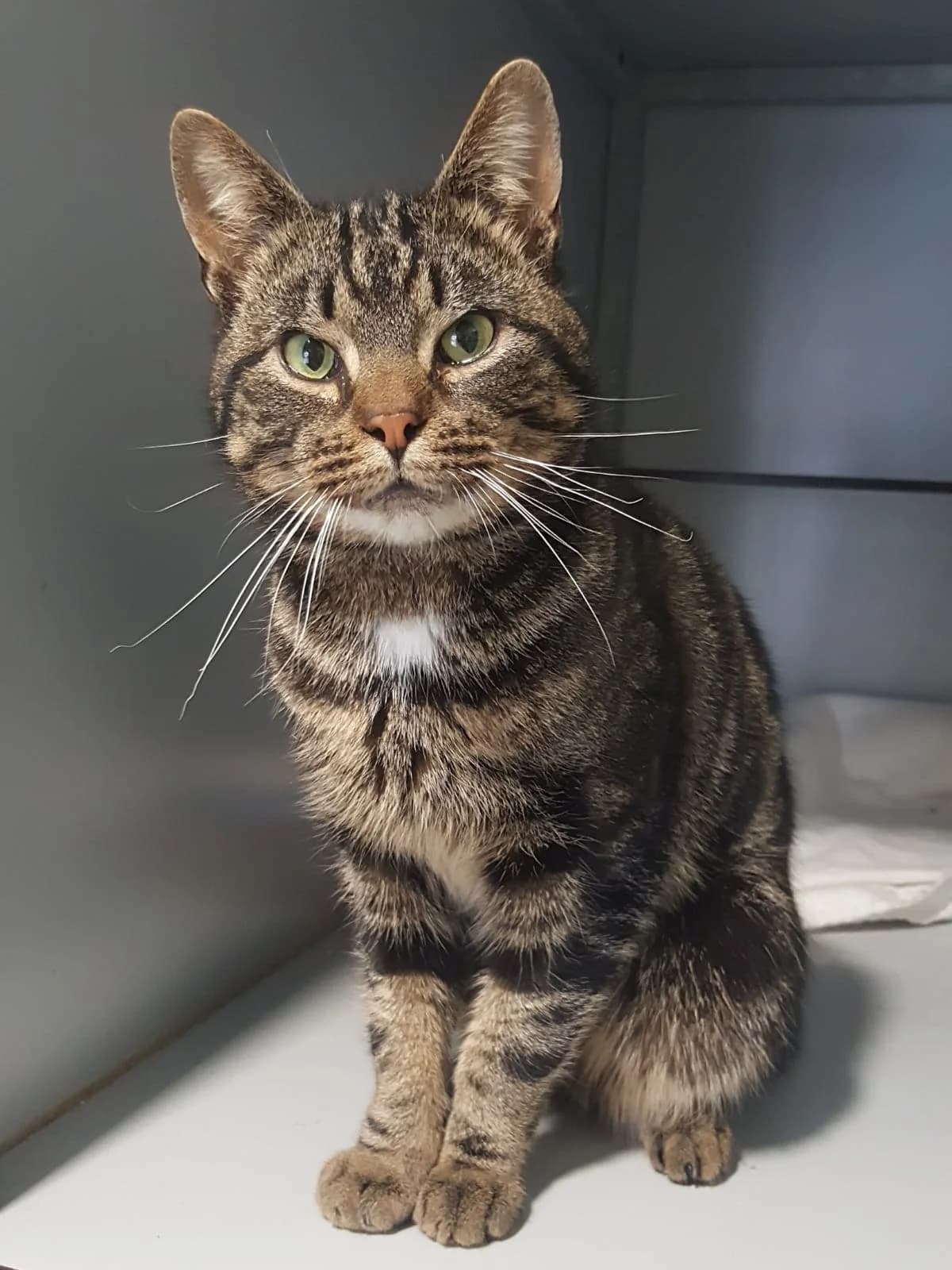 Sjaak, Cypers male European Shorthair for adoption at Dierentehuis Stevenshage Leiden