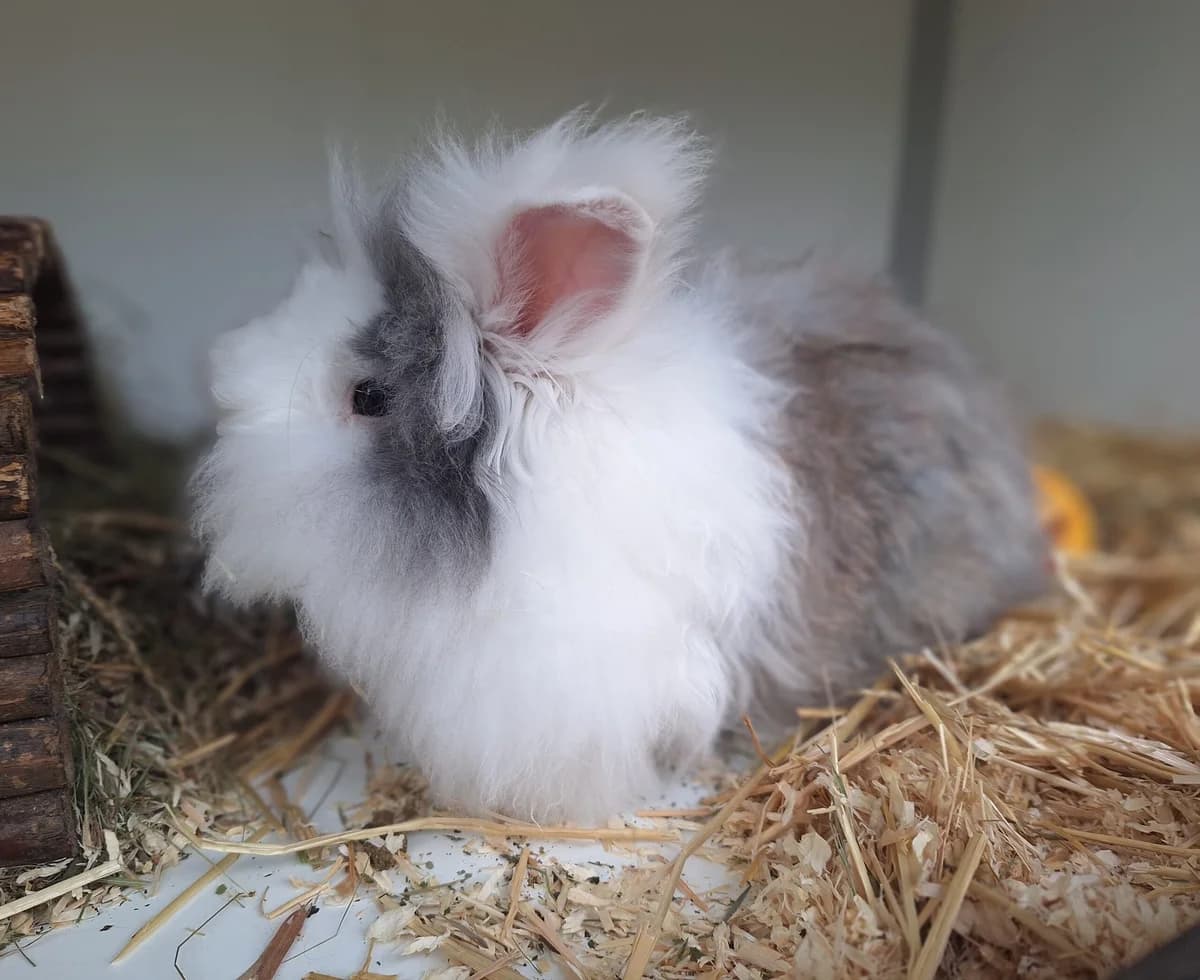 Swims, Grijs-wit 4yo mixed breed for adoption at Dierentehuis Stevenshage Leiden