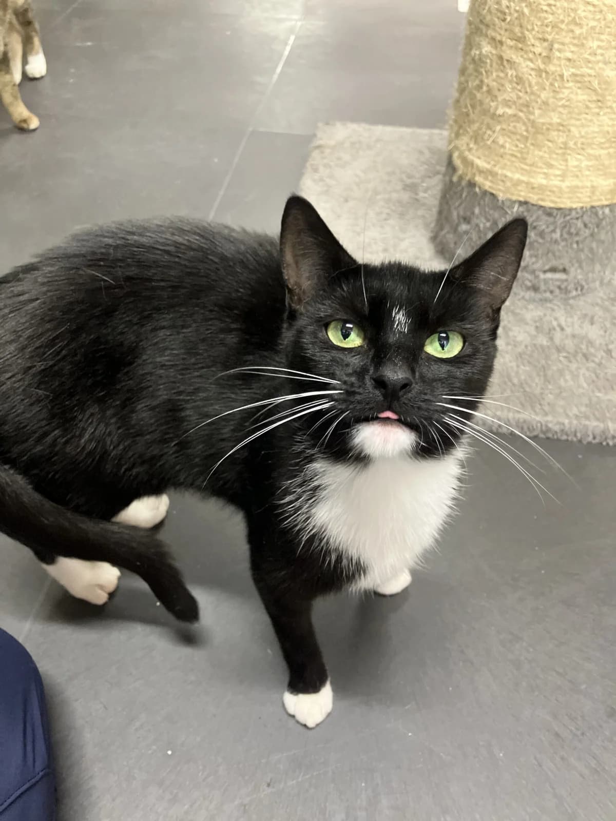 Thecla, Zwart/wit female 4yo European Shorthair for adoption at Dierentehuis Stevenshage Leiden