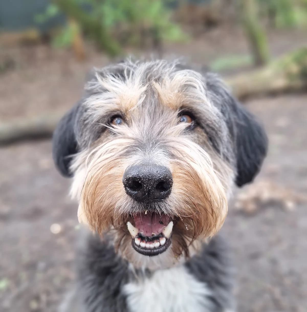 Tosca, Driekleur female 4yo mixed breed for adoption at Dierentehuis Stevenshage, Leiden