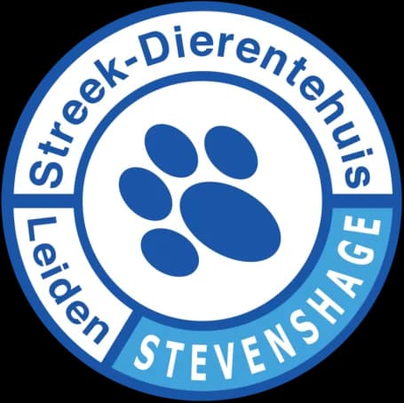 Vino, Cypers/wit female puppy European Shorthair for adoption at Dierentehuis Stevenshage Leiden