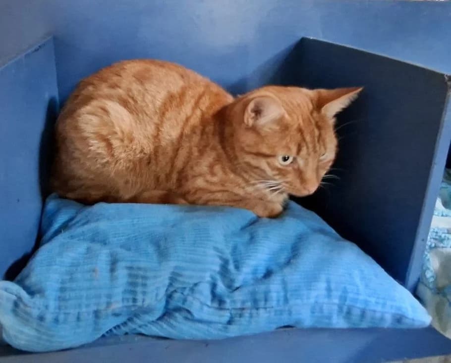 Bram, male 3yo Mixed Breed for adoption at Dierencentrum De Mère