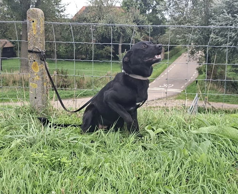 Lou,  Labrador Retriever for adoption at Dierencentrum De Mère